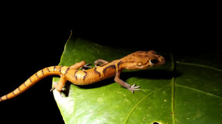 Fundacion Cores column image 1