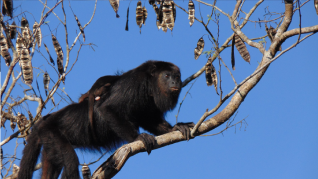 Fundacion Cores column image 4